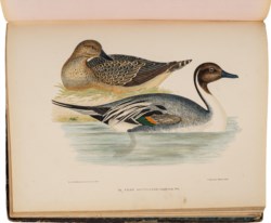 La Blanchère (Henri de) - Les oiseaux gibier